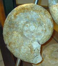 Fossilien-5.jpg